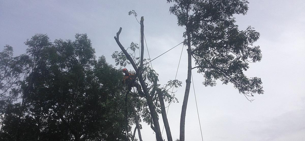 Démontage d'arbre menaçant