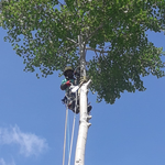 Démontage de bouleaux et rognage à Saint Chaffrey