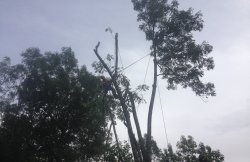 Démontage d'arbre menaçant